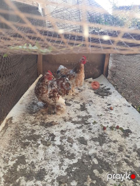 Brama koxinlər sağlamdılar qiymət birinə aiddi — Mingəçevir