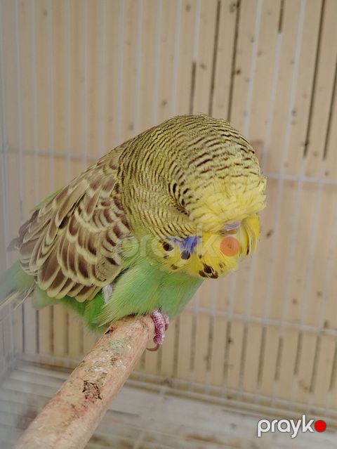 Jumbo qanında, 4 aylıq dişi dalmatin-boya tonlarında lori – yaşıl-göy — Bakı