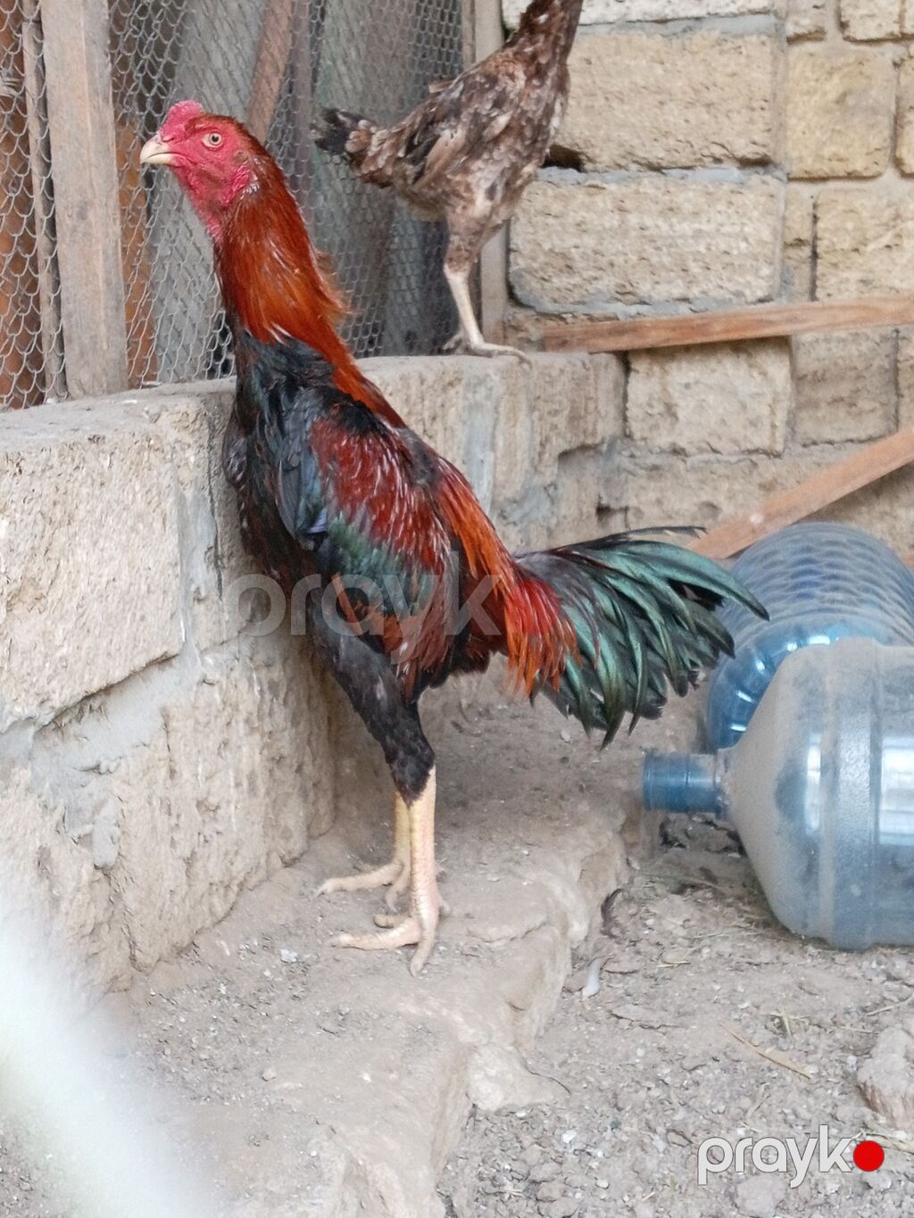 Xoruz, Heyratı, il: <1, Ünvandan götürmə — Toyuq və xoruz, Xırdalan (2)