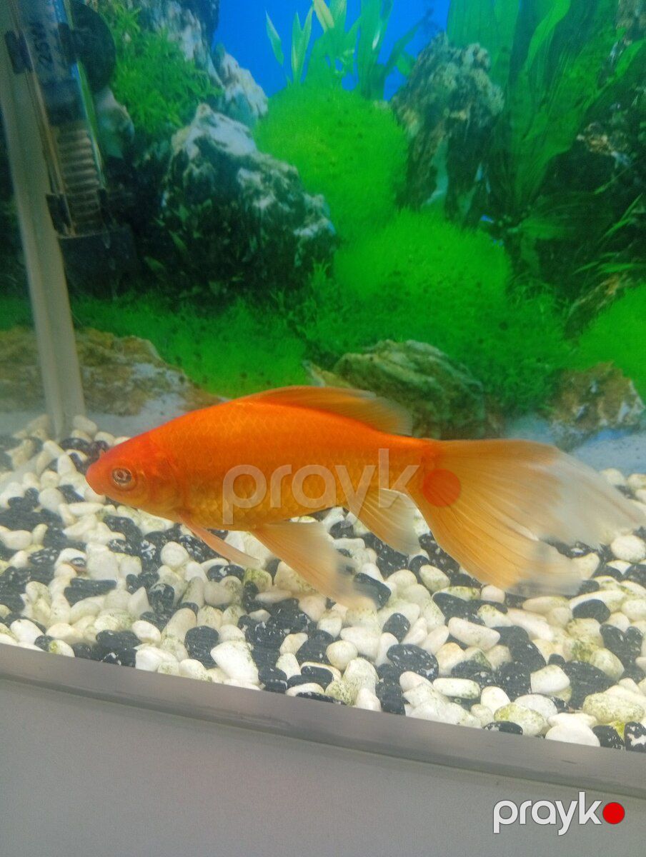 Akvarium — Akvariumlar və balıqlar, Bakı (4)