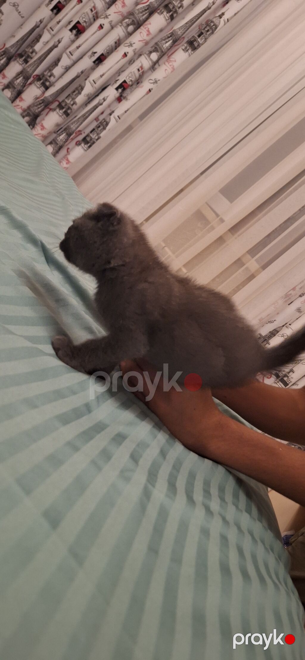 Yaxşı əllərə — Pişiklər, Masazır (2)