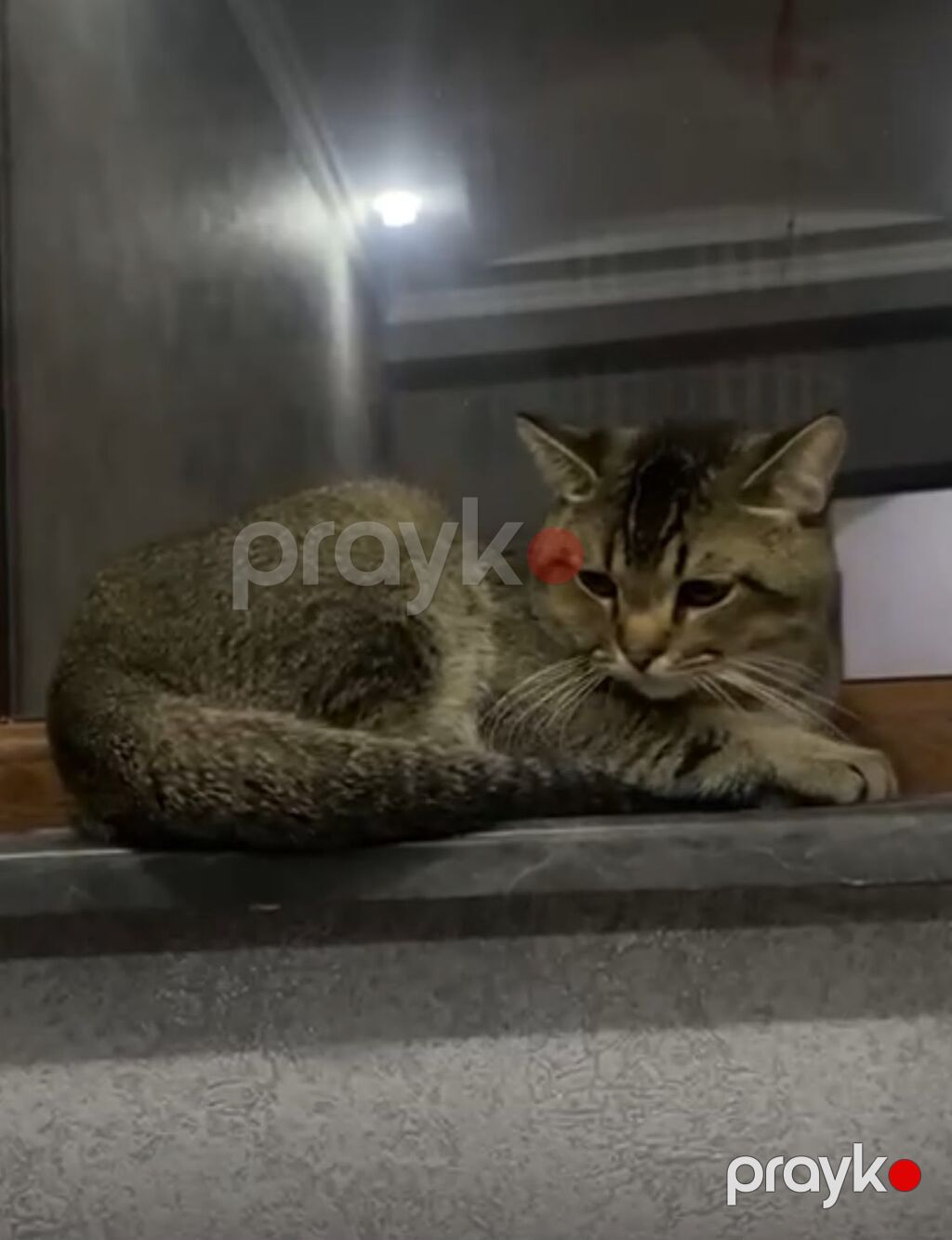 Tabbi, Erkək, Yaxşı əllərə — Pişiklər, Digah (5)