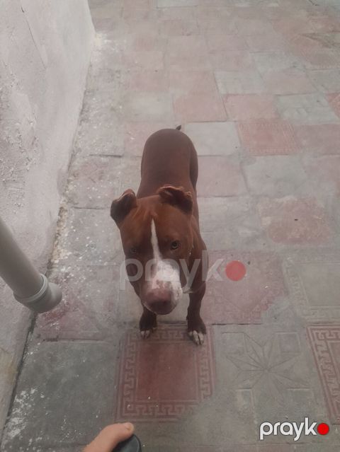 Pitbul, 5 ay, Dişi, Ünvandan götürmə — Bakı