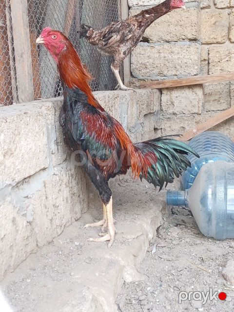Xoruz, Heyratı, il: <1, Ünvandan götürmə — Xırdalan