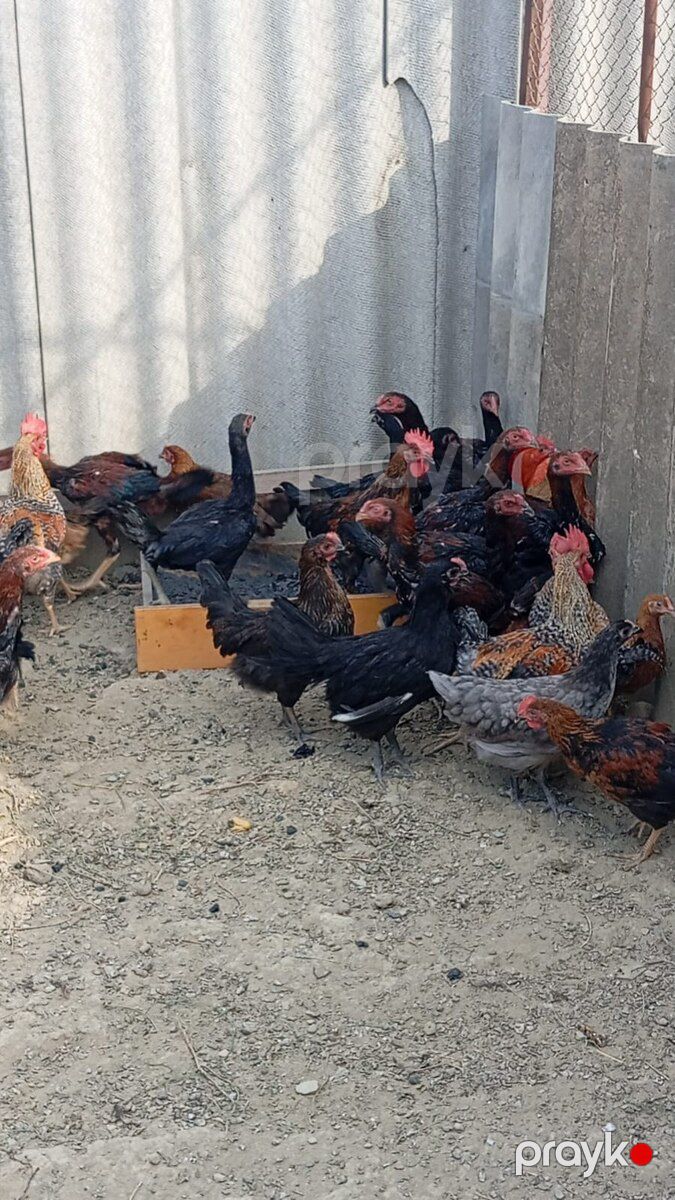 Heyratılar — Quşlar, Bakı (4)