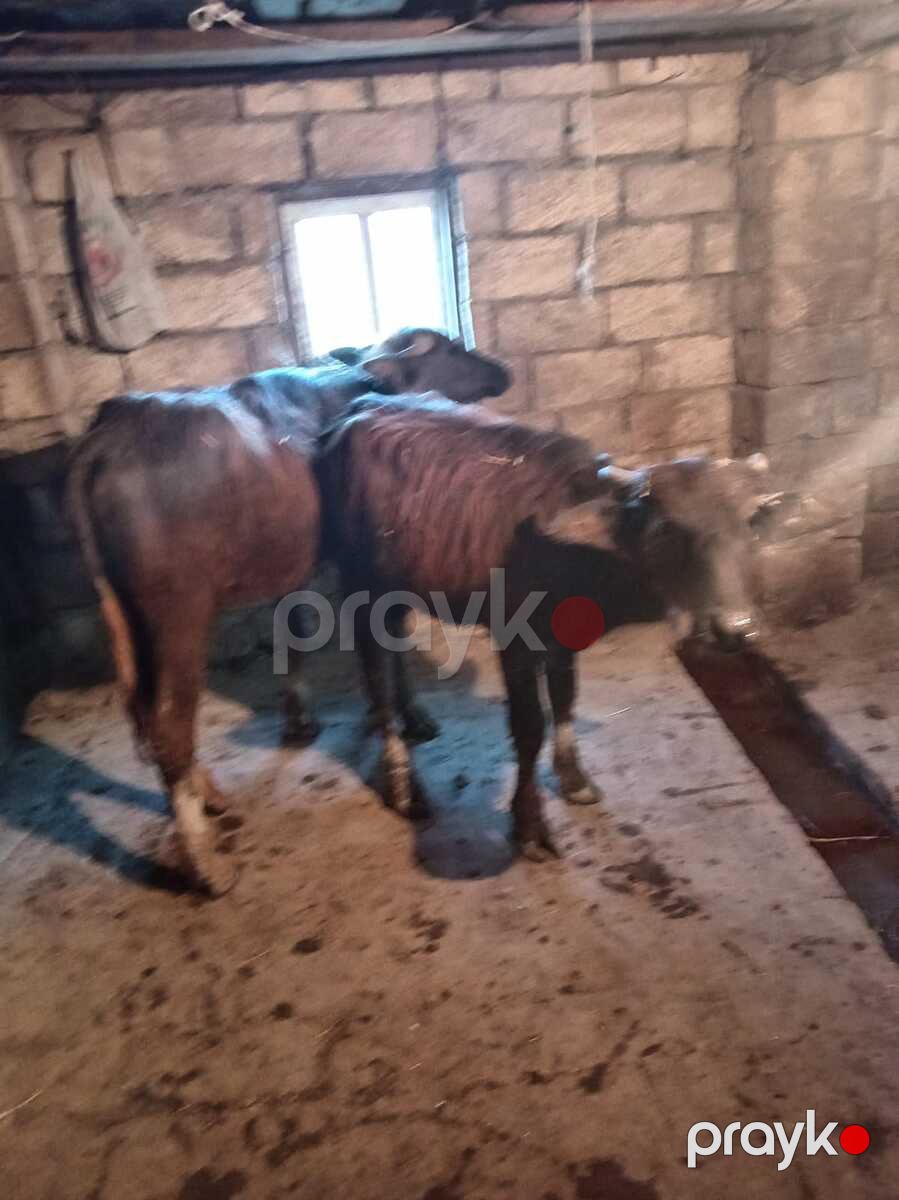 Camış balası — Kənd təsərrüfatı heyvanları, Şamaxı (3)