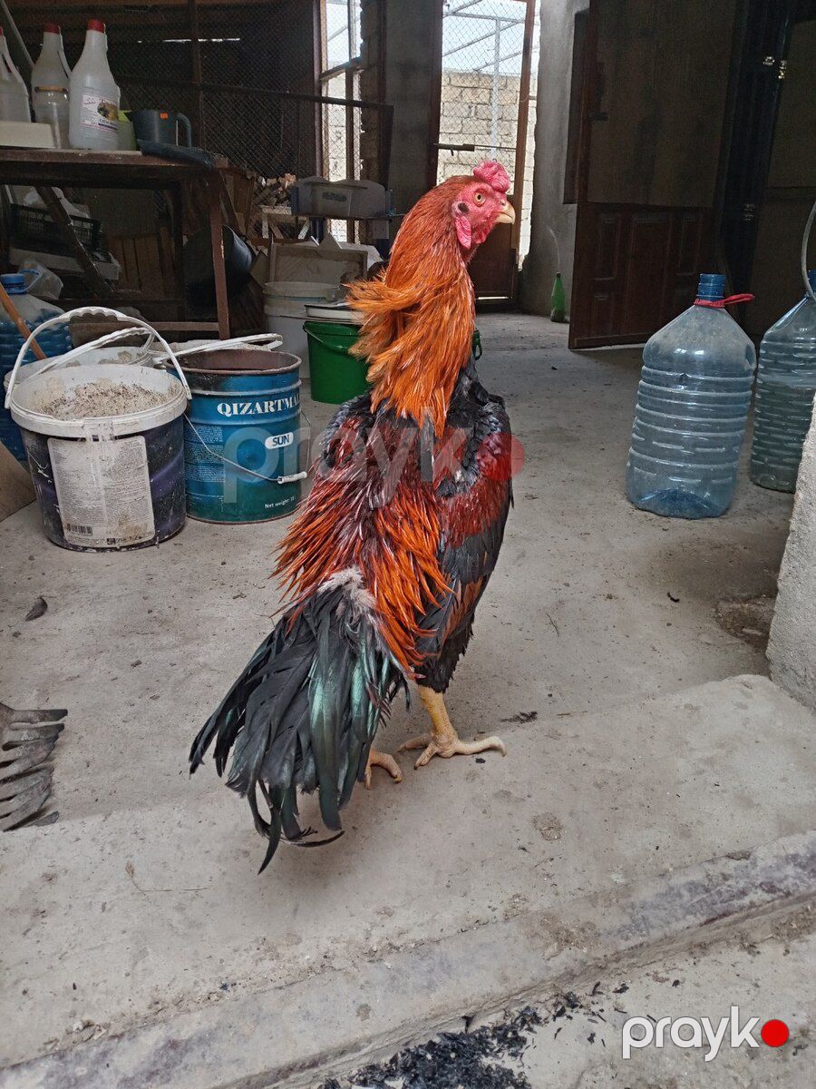 Heyratı çolpalar — Quşlar, Xırdalan (5)