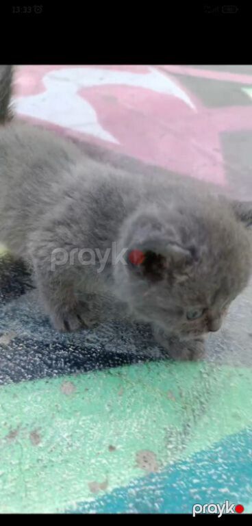 Британские котята — Pişiklər, Bakı (10)