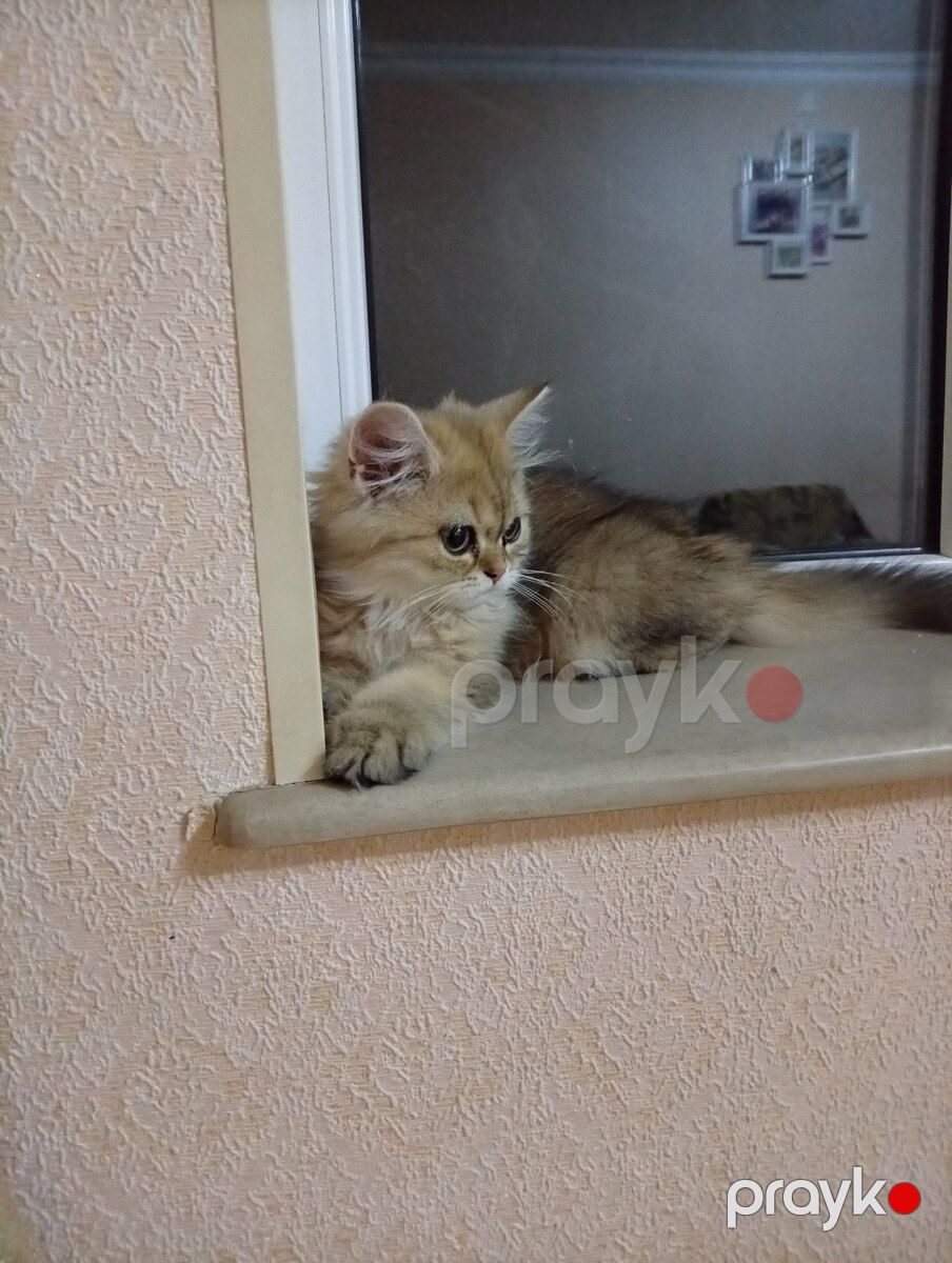 Qızılı şinşilla pişiyi — Pişiklər, Bakı (10)