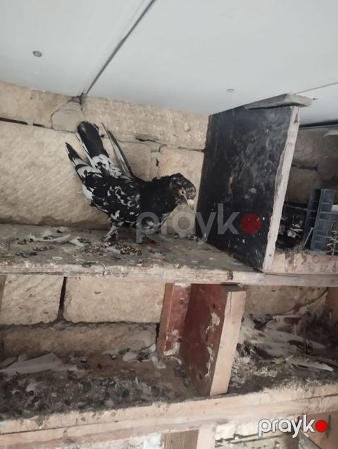 Ayaqı dolaq erkey əbrəş super heyvandir — Bakı