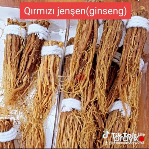 Qırmızı jenşen — Bakı
