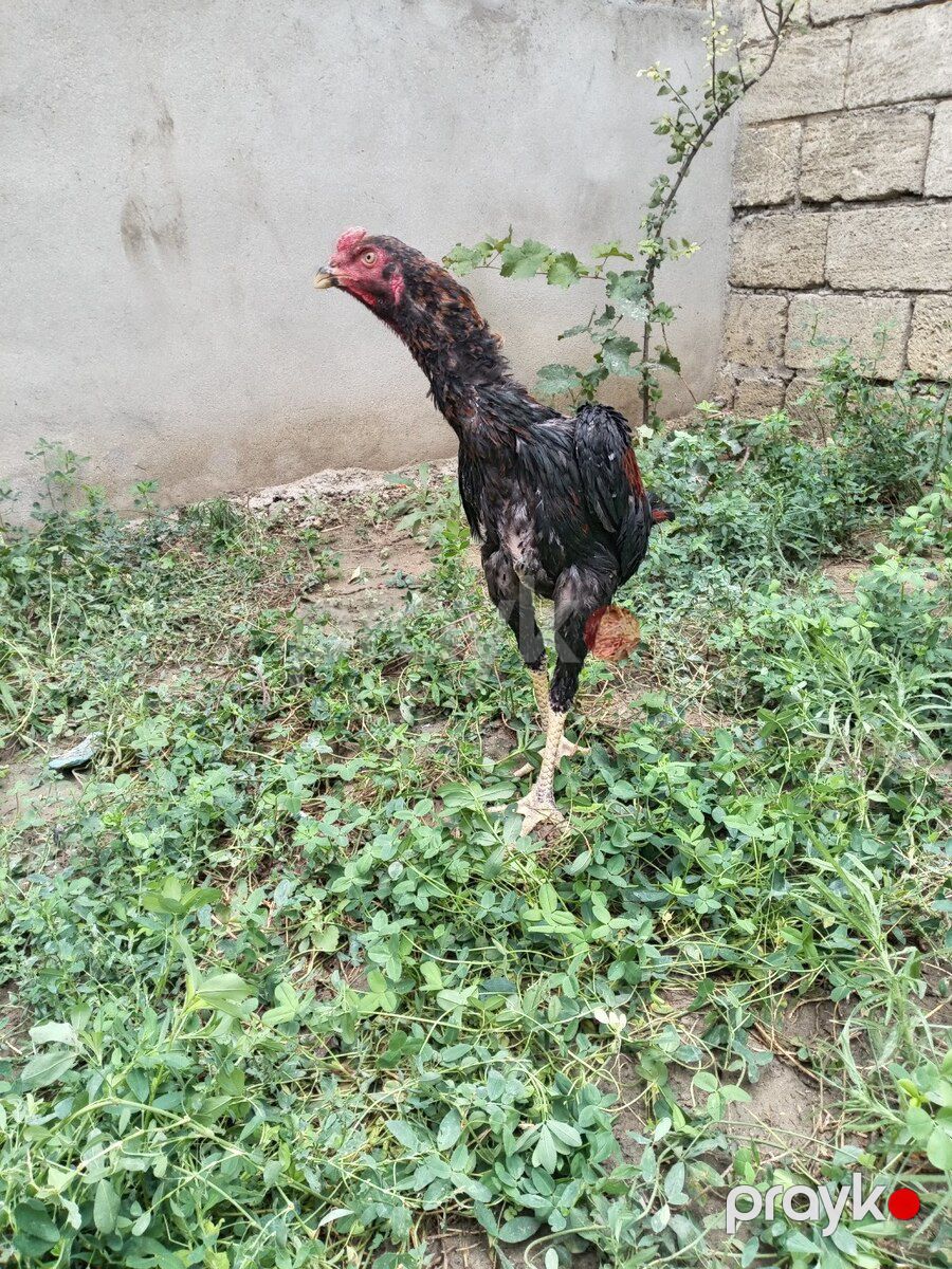 Heyratı çolpalar — Quşlar, Xırdalan (11)