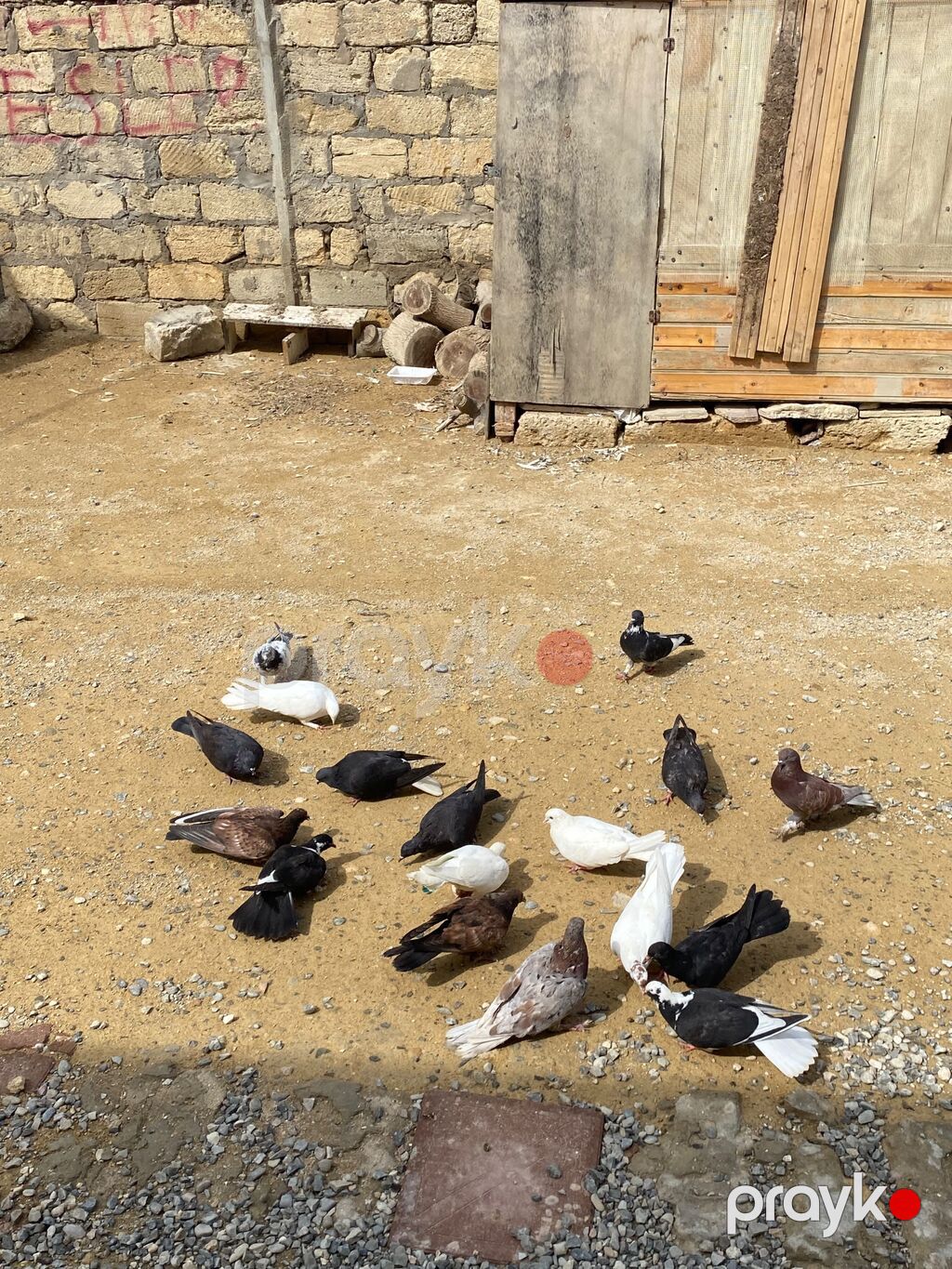 Tergime heyvablardır saglamdılar 4 baldan elaqe ucun buna yazn — Digərləri, Bakı (5)