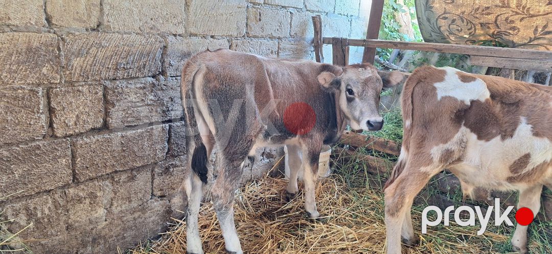Danalar — Kənd təsərrüfatı heyvanları, Xudat (5)