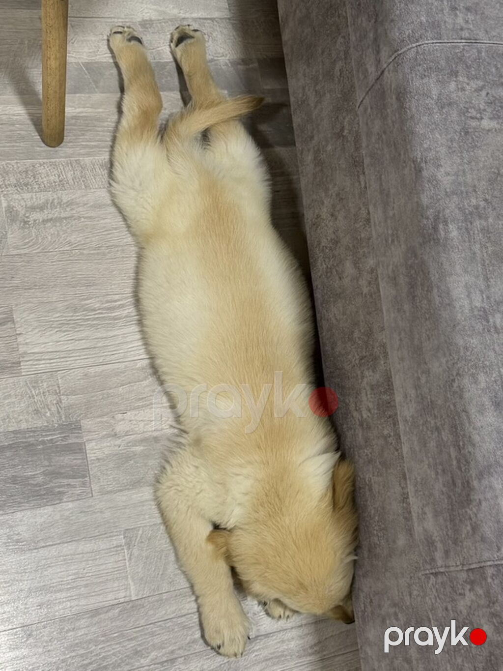 Safqan golden retriever balasıdır, 2 aylıq erkey baladır, veterinerde — Köpəklər, Digah (2)