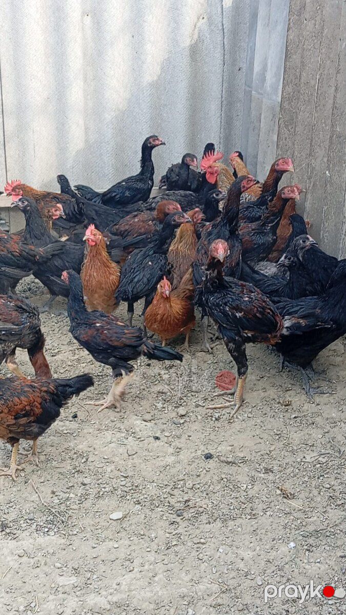 Heyratılar — Quşlar, Bakı (3)