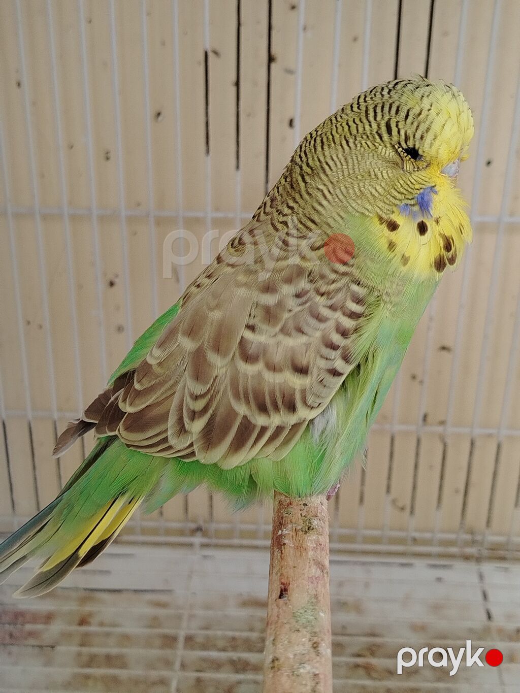 Jumbo qanında, 4 aylıq dişi dalmatin-boya tonlarında lori – yaşıl-göy — Digərləri, Bakı (2)