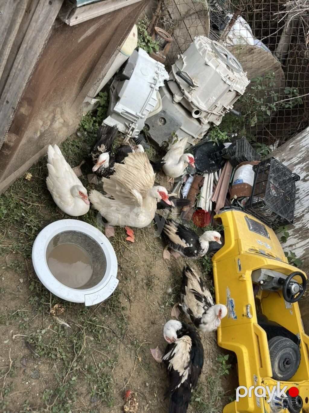 Salam diqqetle oxuyun zehmet deilsə 18 manatdan 35 manata kimi 18 — Digərləri, Fatmayı (6)