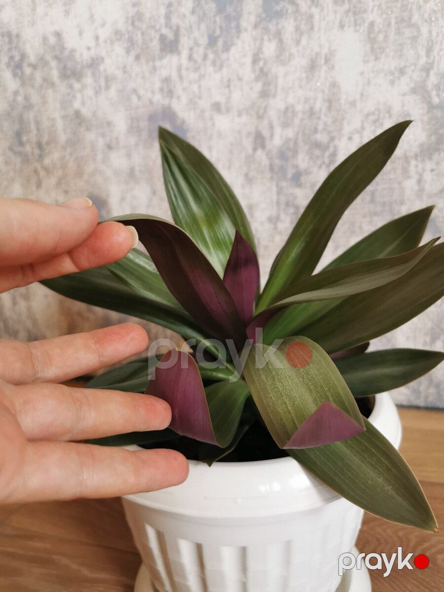 Tradescantia — Bitkilər, Bakı (2)