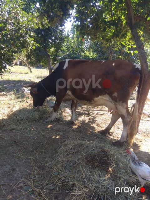 Süd inəyi və buzov 2 aylıq balası 10.11l süd verir. Yeyən heyvandı çox — Göyçay