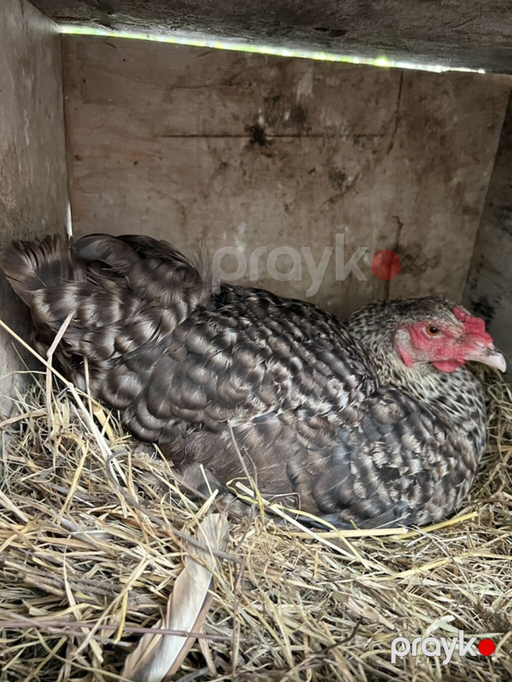 Toyuq, Yumurtalıq — Toyuq və xoruz, Novxanı (5)