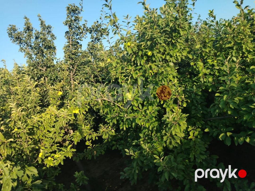 Həyət evi, Sumqayıt ş — Ev, villa, Sumqayıt (11)