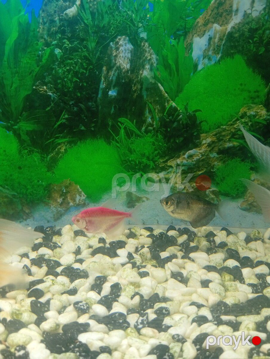 Akvarium — Akvariumlar və balıqlar, Bakı (3)