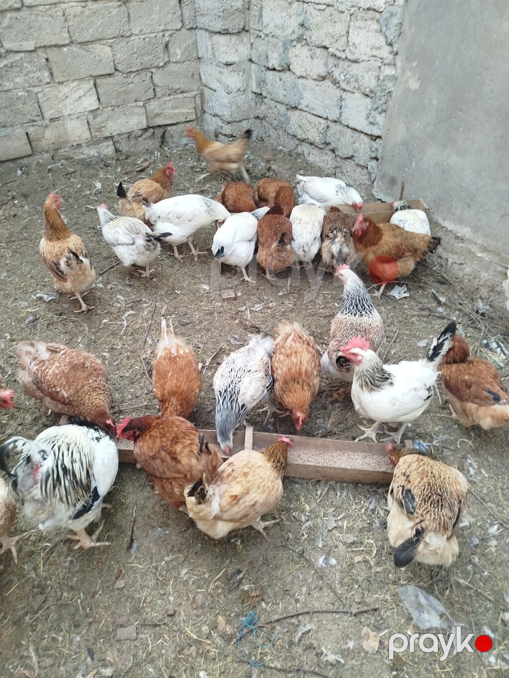 Toyuq, Yumurtalıq — Toyuq və xoruz, Digah (3)