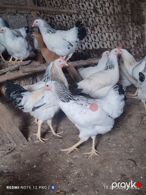Kənd çolpaları — Bakı