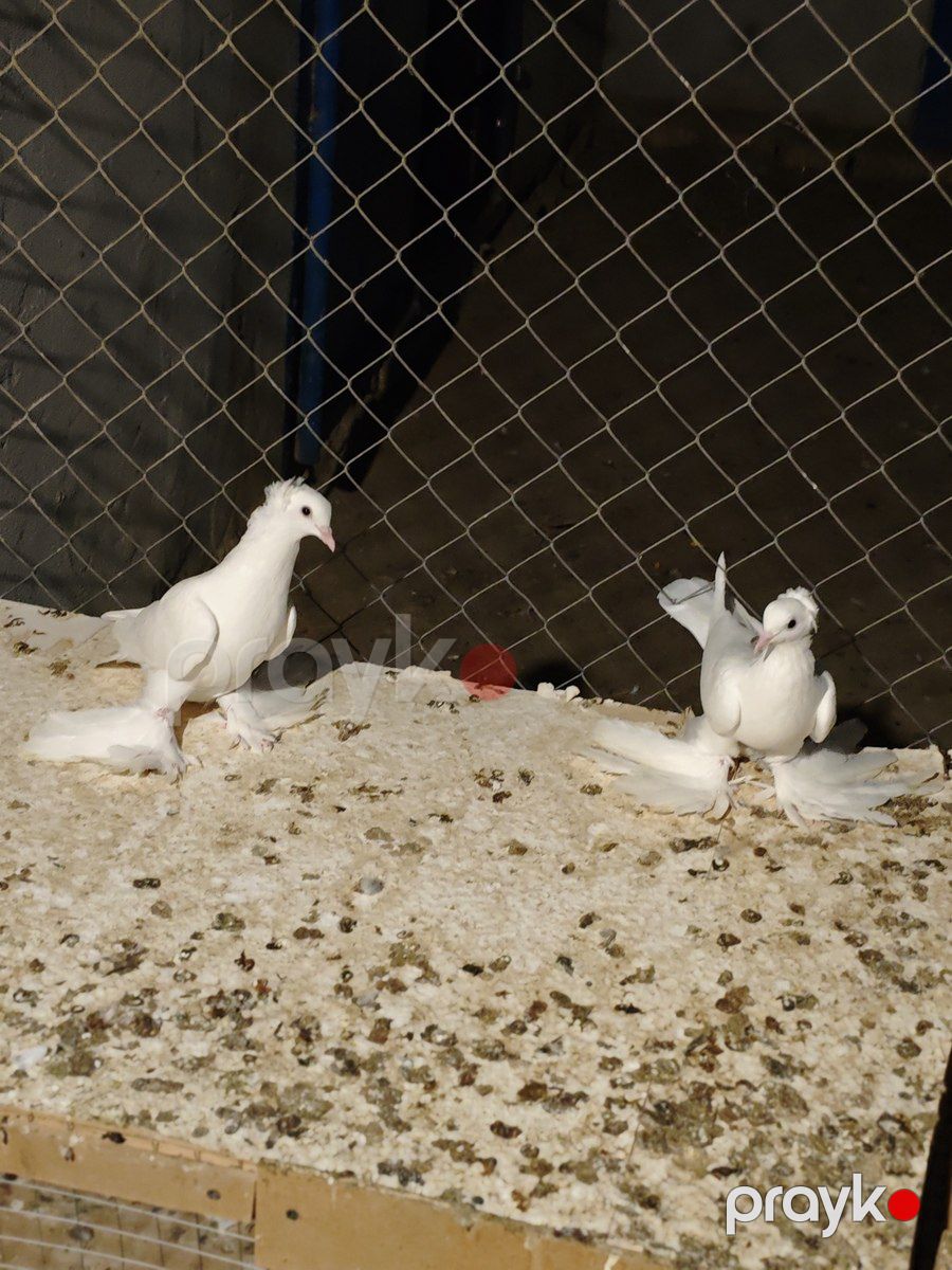 Lelekli göyərçin — Quşlar, Biləsuvar (3)
