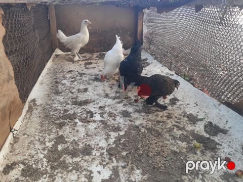 Yaponkalar 2-xoruz 3-fərədi 7aylıqdılar qiymət birinə aiddi — Mingəçevir