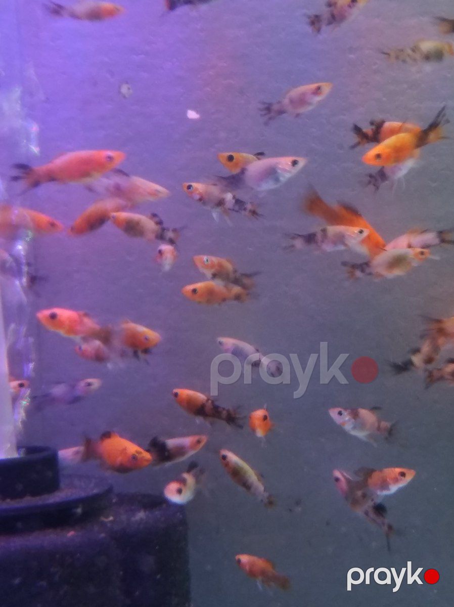 Молли — Akvariumlar və balıqlar, Bakı (3)