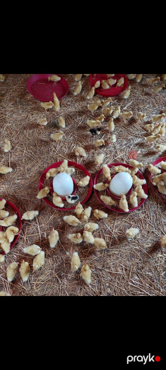 Ördək balaları — Quşlar, Gəncə (9)