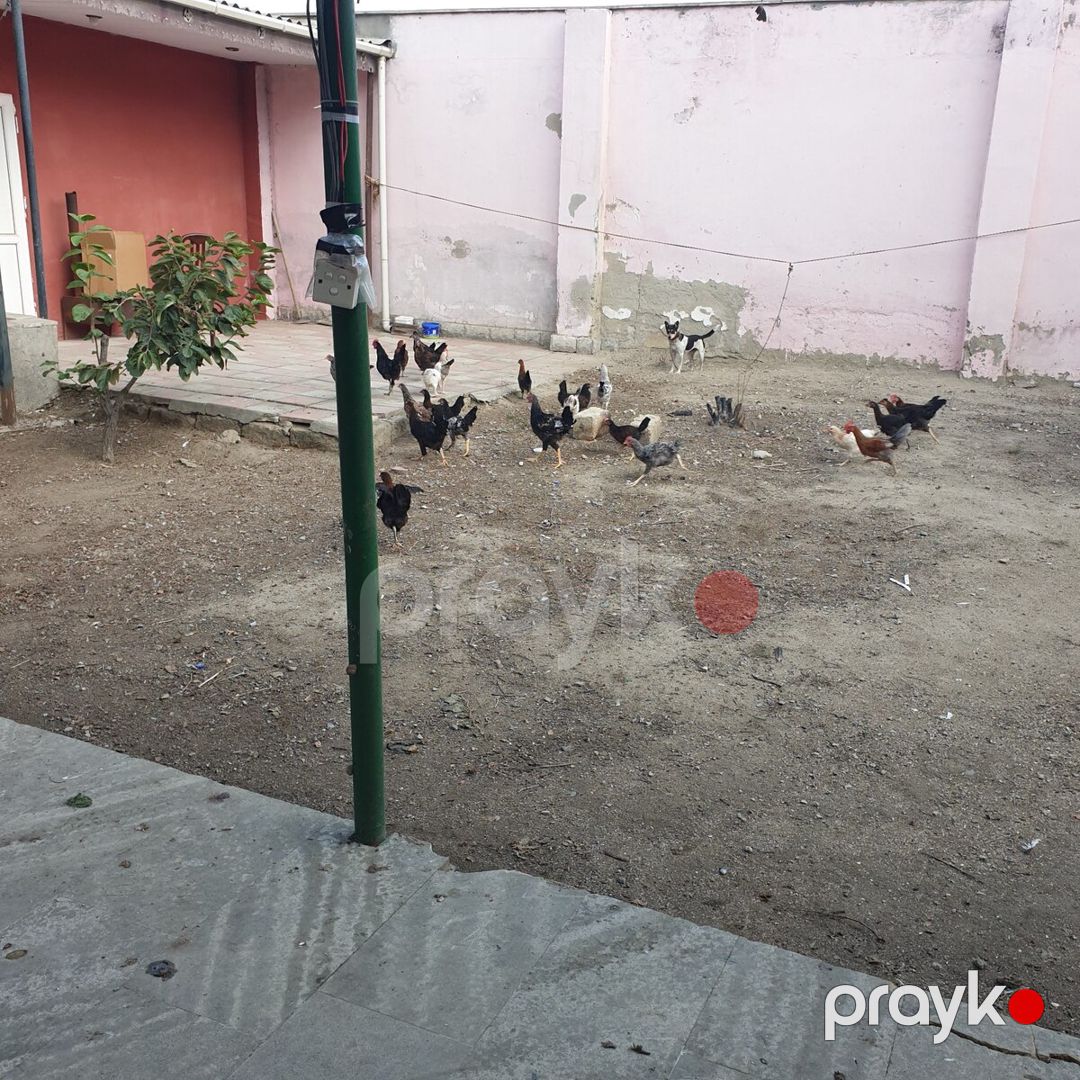 Kənd çolpaları — Quşlar, Sumqayıt (4)