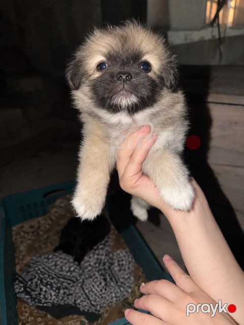 Pekines — Bakı