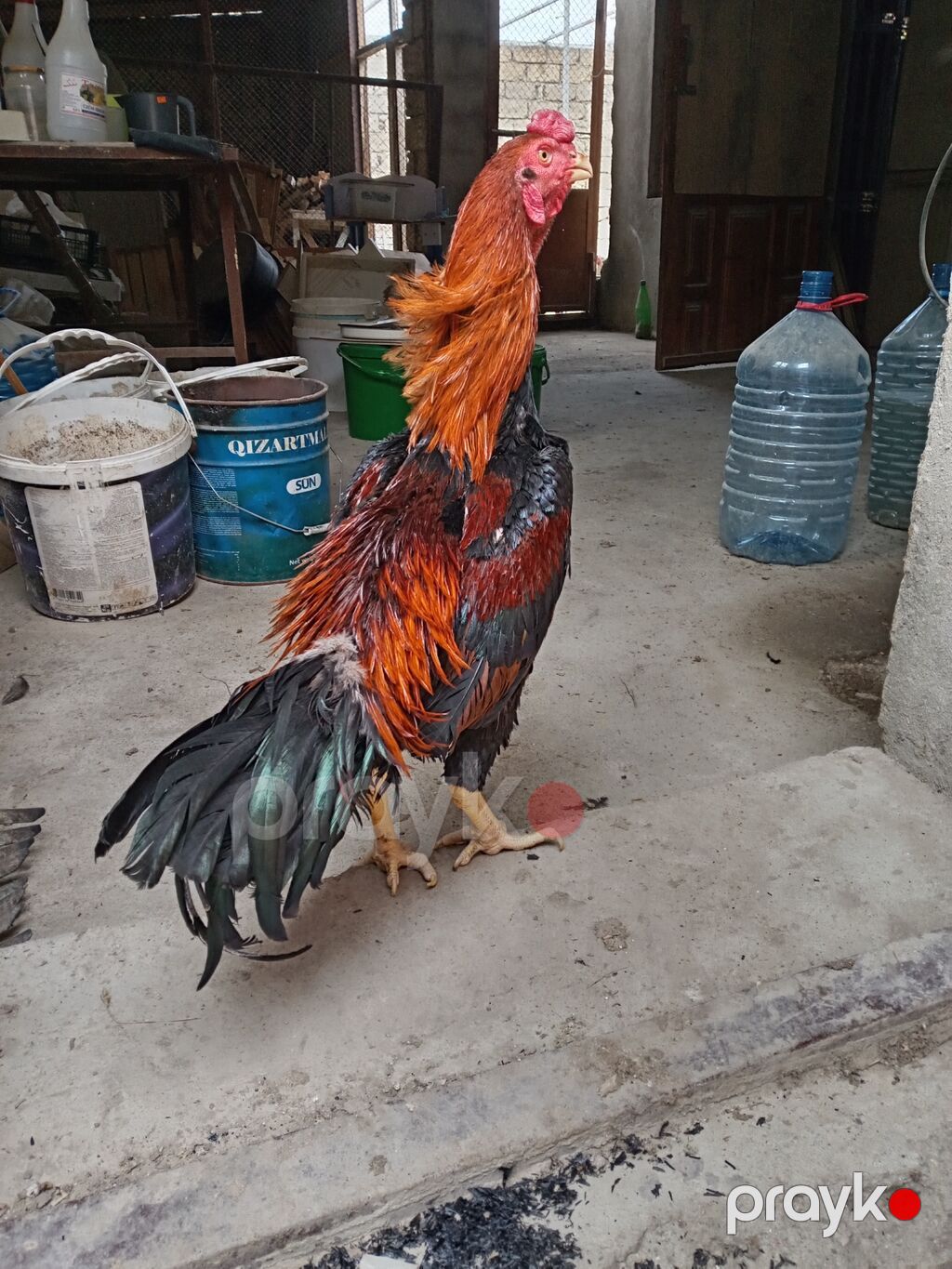 Xoruz, Heyratı, il: <1, Ünvandan götürmə — Toyuq və xoruz, Xırdalan (7)