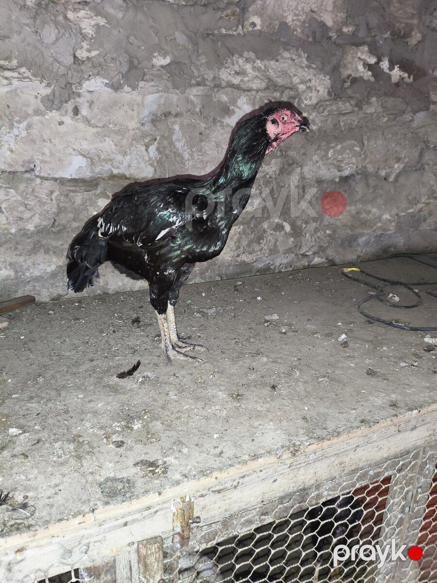 Heyratılar — Quşlar, Bakı (3)