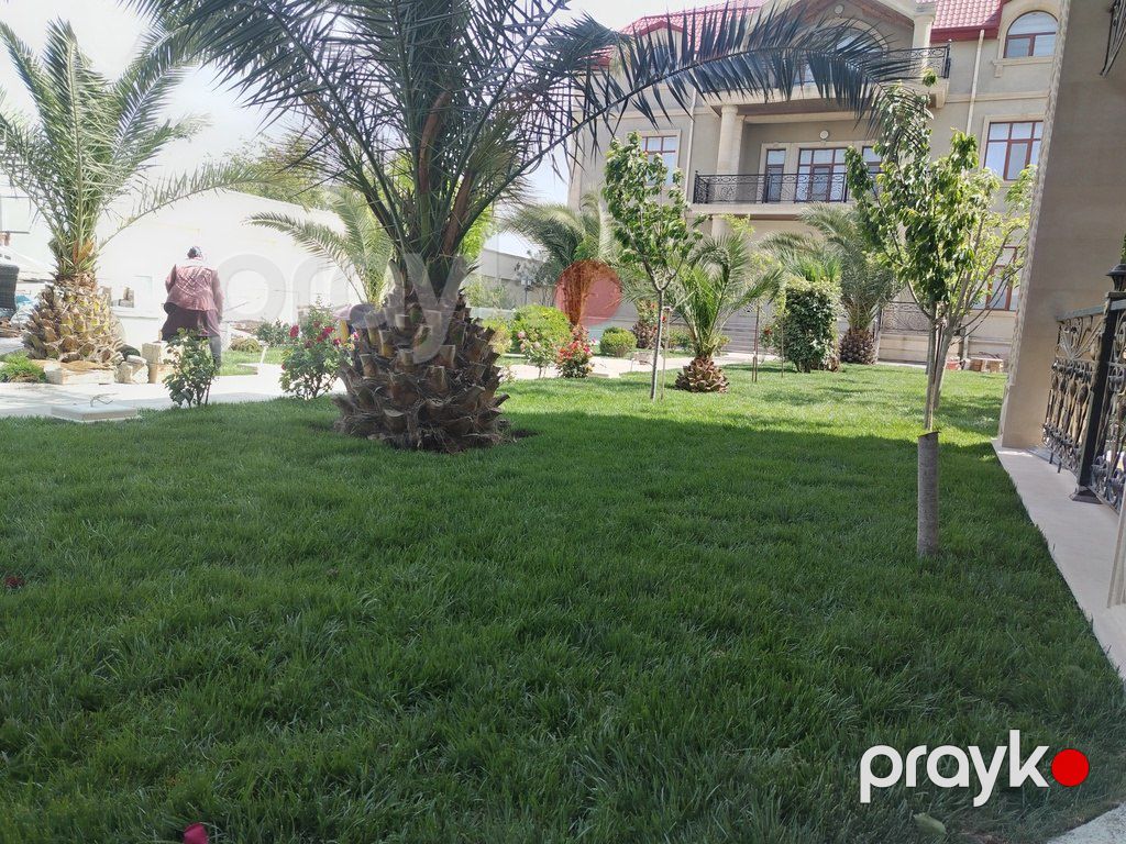 Qazon — Bitkilər, Bakı (3)