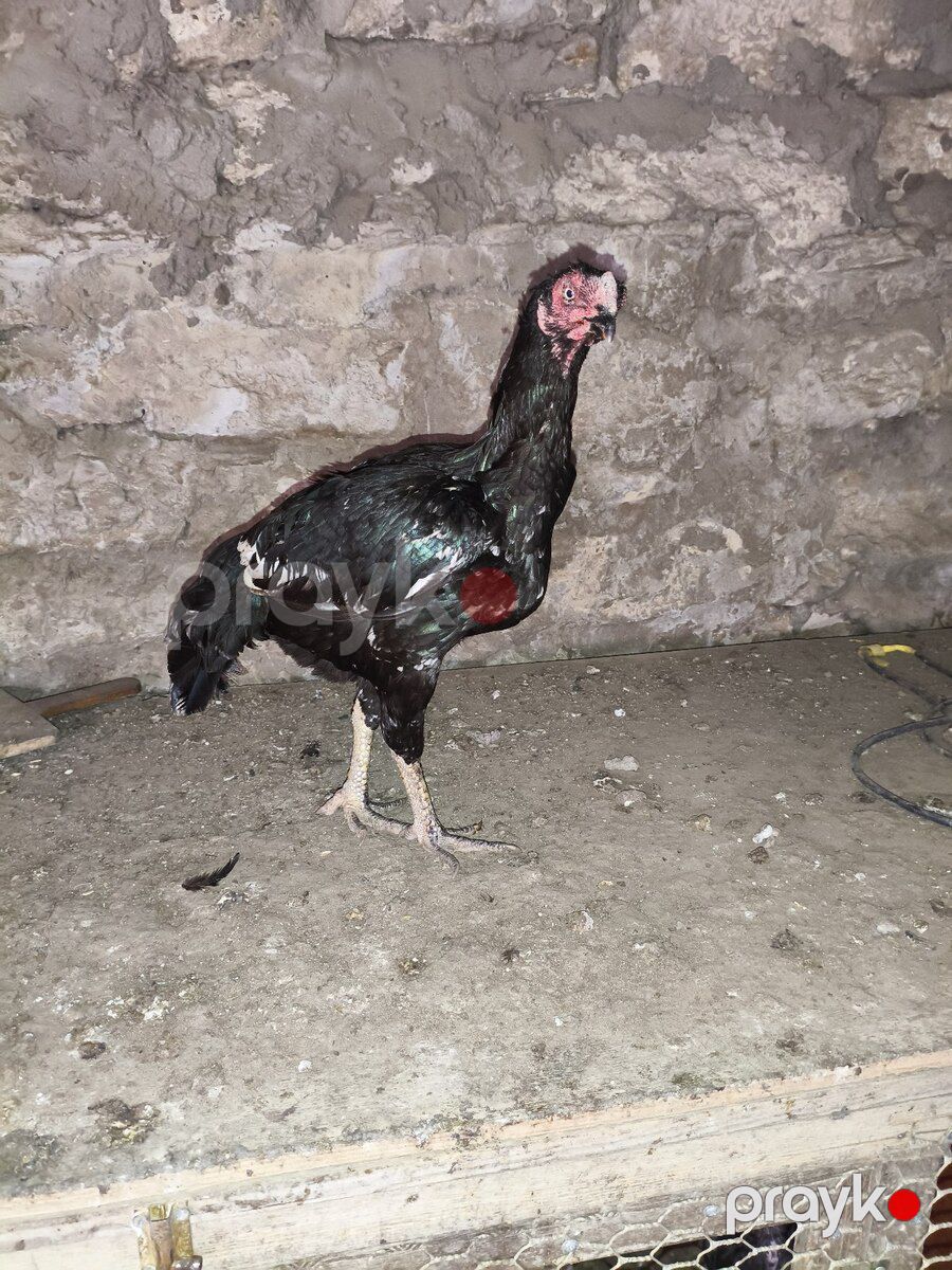 Heyratılar — Quşlar, Bakı (2)