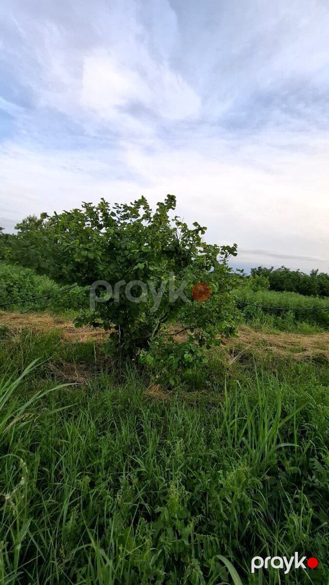 100 sot torpaq sahəsi, Xaçmaz r — Torpaq, Xaçmaz (6)