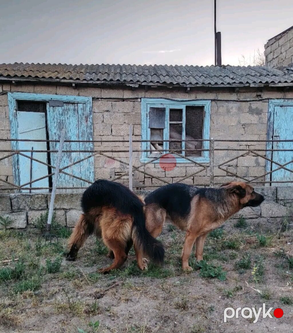 Alman çoban iti, 2 ay, Ödənişli çatdırılma — Köpəklər, Bakı (7)