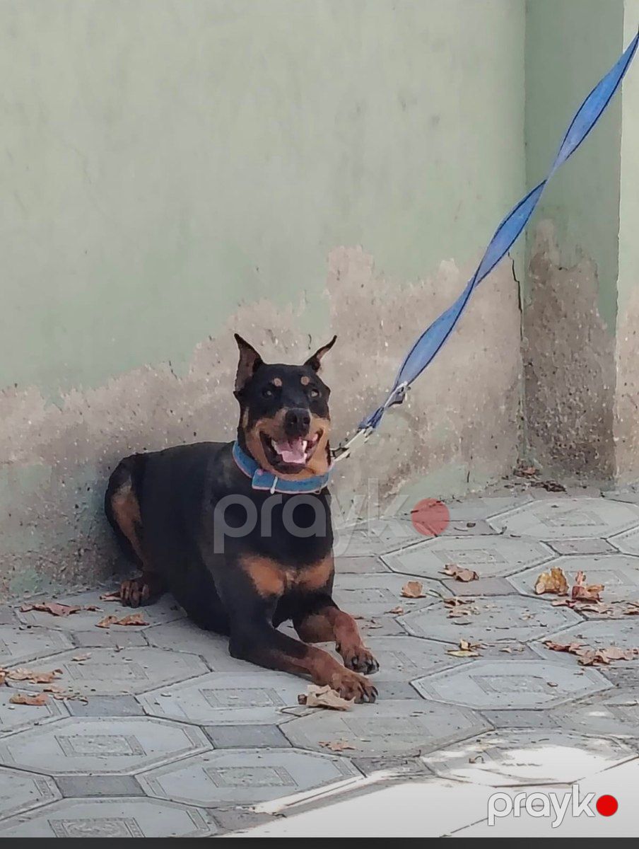 Doberman — Köpəklər, Bakı (5)