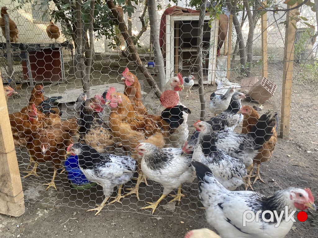 Böyüklər 2kq 15 manat Balacalar 10 manat Təmiz Kənd Xoruzlarıdı — Toyuq və xoruz, Qobu (5)