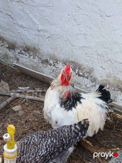 Məhsul: Ev quşu – xoruz leyt brahman 1 yaş yarımlıq saf qan sağlam — Digah