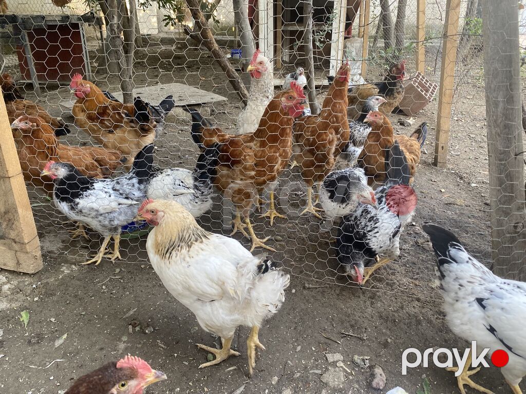 Böyüklər 2kq 15 manat Balacalar 10 manat Təmiz Kənd Xoruzlarıdı — Toyuq və xoruz, Qobu (4)
