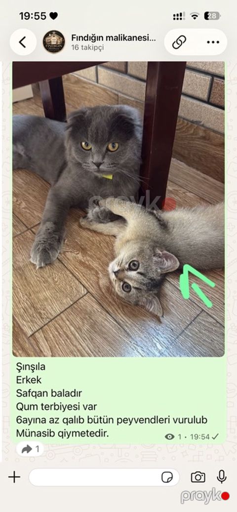 Şinşilla, Erkək, Yaxşı əllərə — Digah