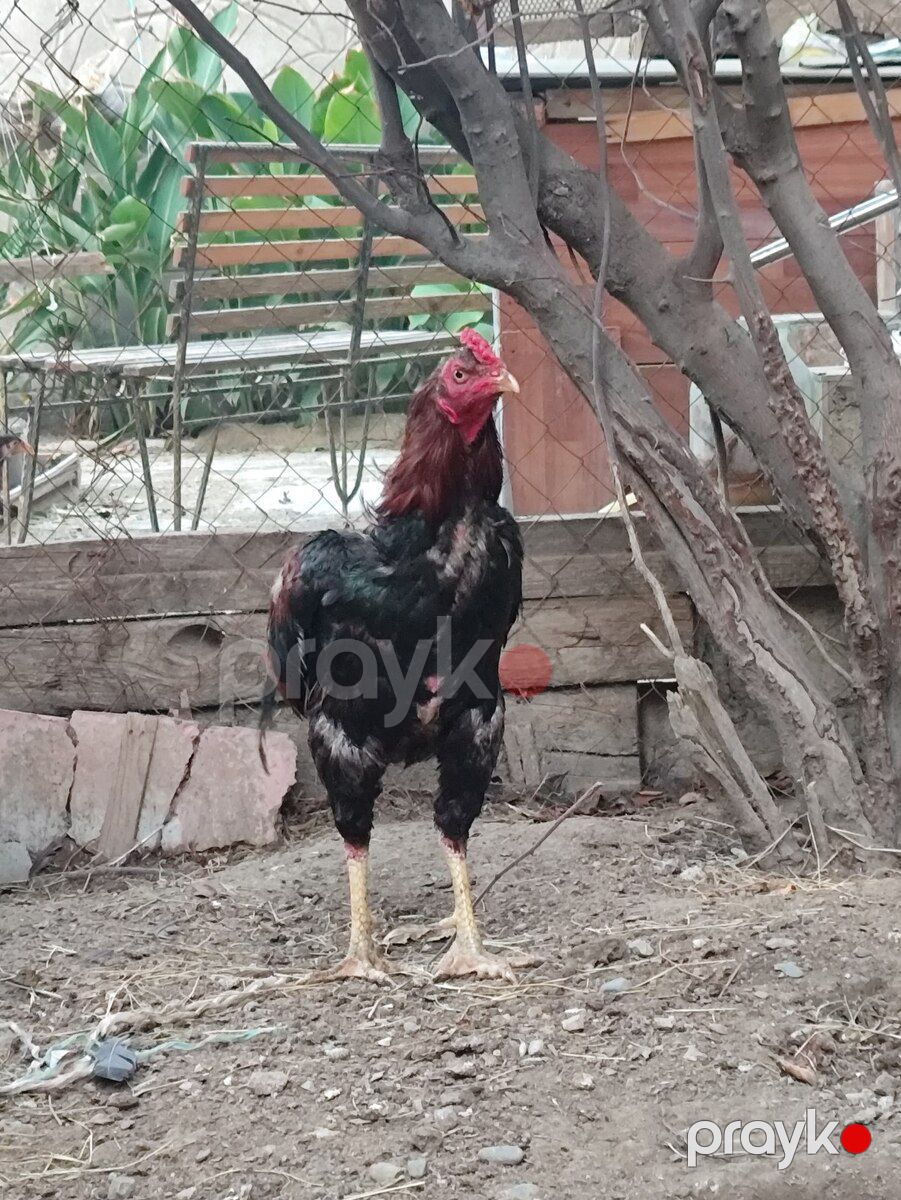 Heyratı beçə — Quşlar, Bakı (7)