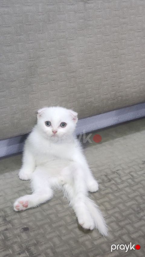 Şotland yastı qulaq — Masazır