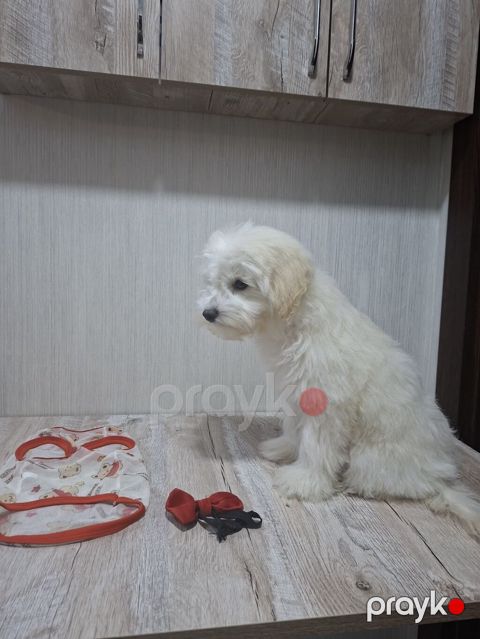 Erkək Maltipoo balası - Yaş: 5 aylıq - Xüsusiyyətlər: Tam sağlam, çox — Bakı