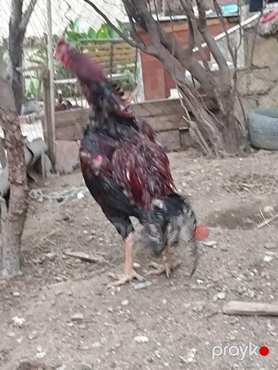 Heyratı beçə — Quşlar, Bakı (6)